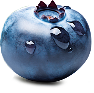 mirtillo