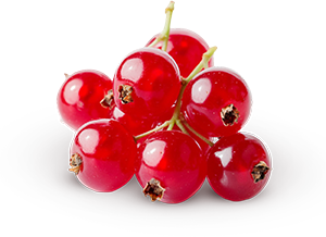 ribes