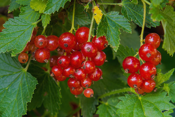 Ribes